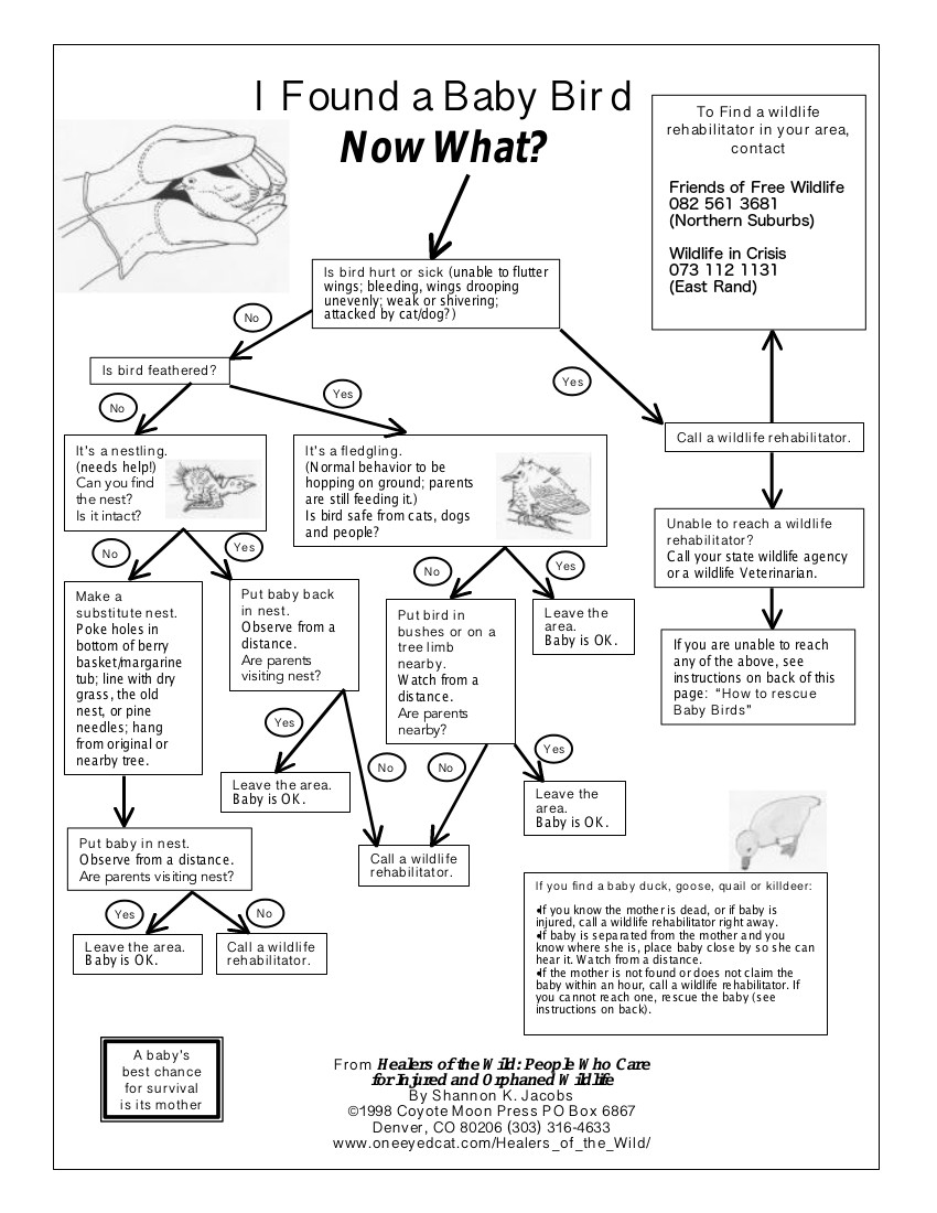 Flowchart of steps to take if you find a baby bird