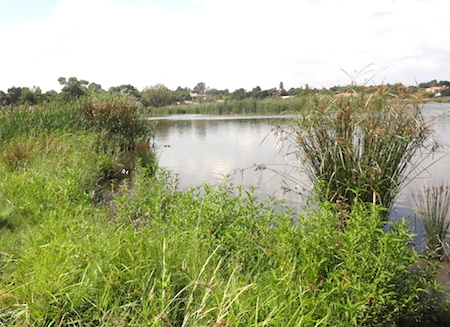 Wetland plants at water's edge