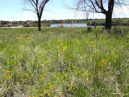 Grasslands with wildflowers