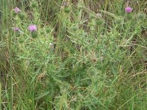 Spear Thistle