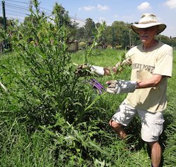 Large spear thistle dug out