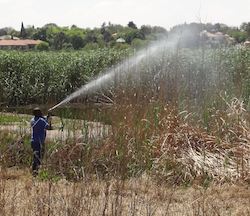 Reed spraying