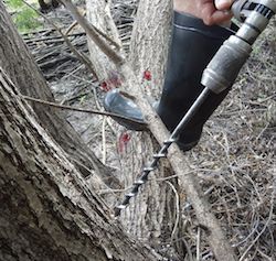 Stem injection
