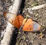 Wandering Donkey Acraea upperwings