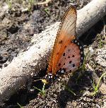 Wandering Donkey Acraea underwings