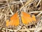 Dancing Acraea