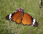 African Monarch upperwings