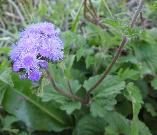Ageratum houstonianum Mexican ageratum