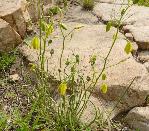 Albuca shawii