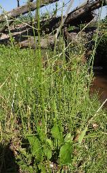 Alisma plantago-aquatica Water plantain