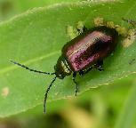 Altica Metallic Flea beetle