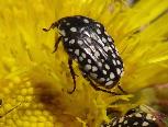 Another Dotted Fruit Chafer beetle