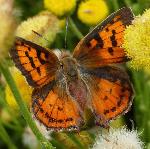 Common Scarlet upperwings