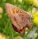 Common Scarlet underwings