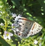 Topaz-spotted babul blue