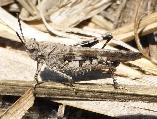 Band-winged grasshopper