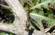 Banded Groundling female