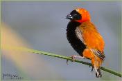 Southern Red Bishop by Prelena Soma Owen