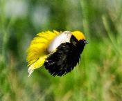Yellow-crowned Bishop by Eugene Liebenberg