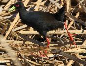 Black Crake by Jan de Beer