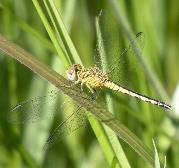 Black Percher female