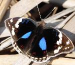 Blue Pansy