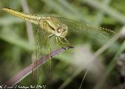 Broad Scarlet female by Lappies Labuschagne