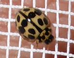 Bulaea anceps ladybird