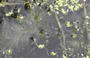 Ceratophyllum demersum