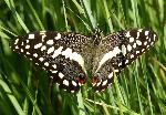 Citrus Swallowtail