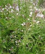 Cleome monophylla