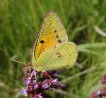 African Clouded Yellow