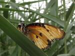 Common diadem female