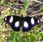 Common Diadem male