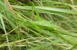 Ruspolia Conehead katydid