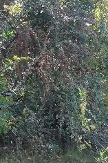 Cotoneaster