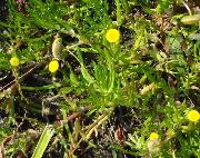 Cotula coronopifolia