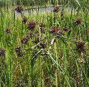 Cyperus congestus