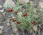 Cyperus rupestris