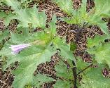 Datura stramonium Downy Thorn apple