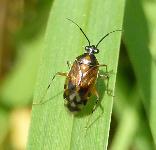 Deraeocoris