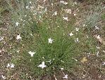 Dianthus mooiensis