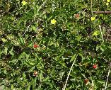 Duchesnea indica Wild strawberry