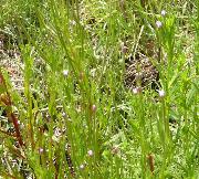 Epilobium tetragonum