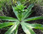 Eucomis autumnalis