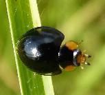 Exochomus ladybird