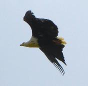 Fish Eagle by Jane Trembath