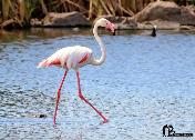Greater Flamingo by Brian Daniel