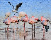 Greater and Lesser Flamingos, with Grey-headed Gull by Jan de Beer