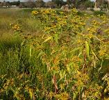 Flaveria bidentis Smelter's bush